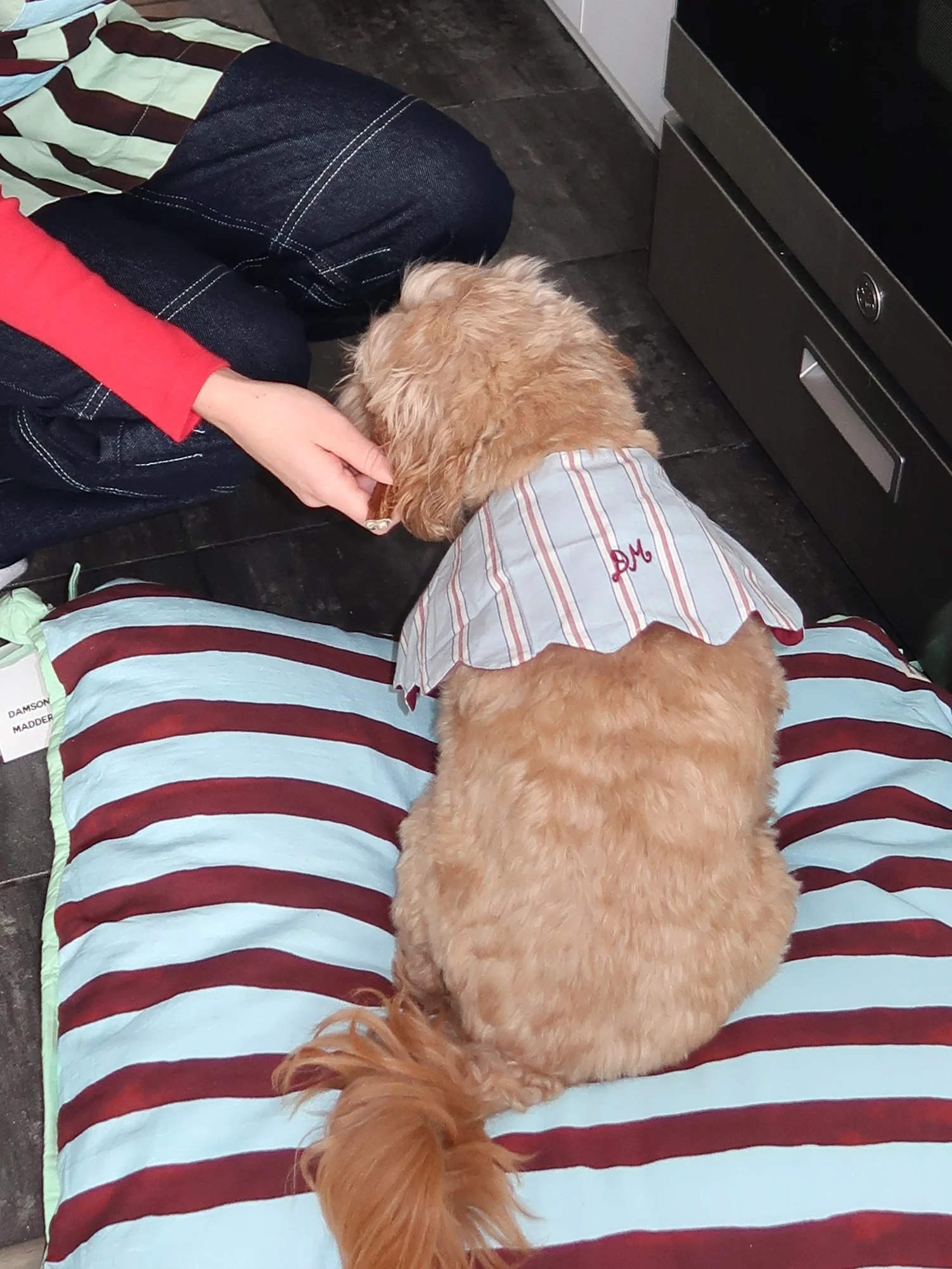 Novelty Wastage Collar in Blue Stripe - Image 2