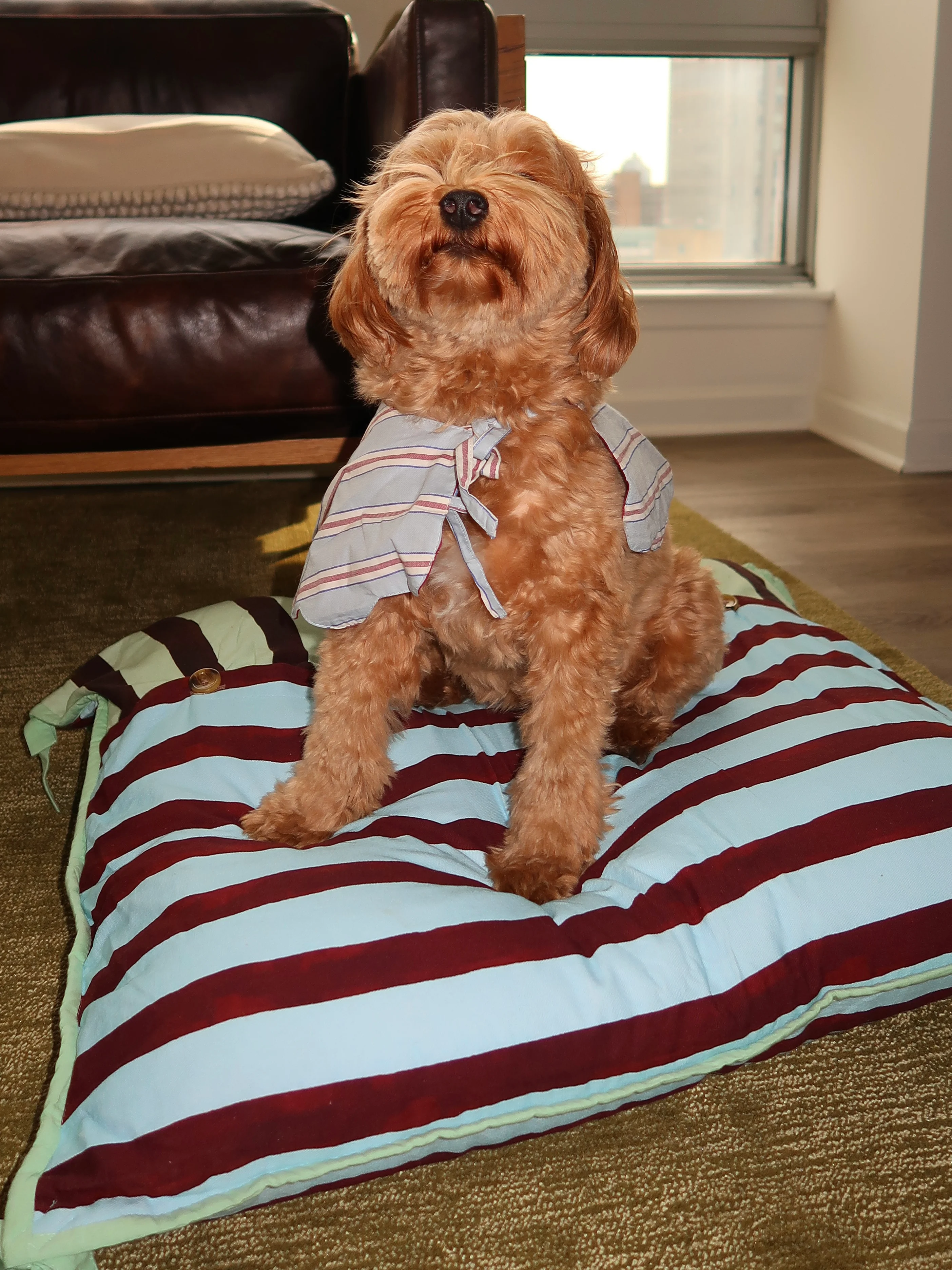 Novelty Wastage Collar in Blue Stripe - Image 3