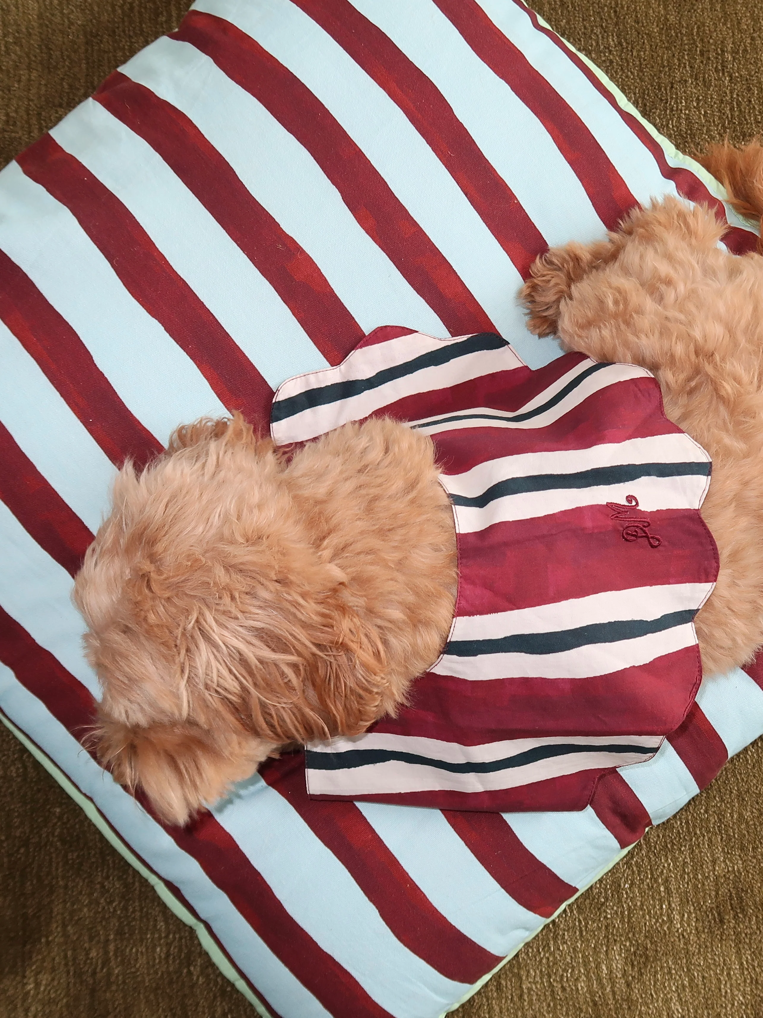 Novelty Wastage Collar in Burg Stripe - Image 2