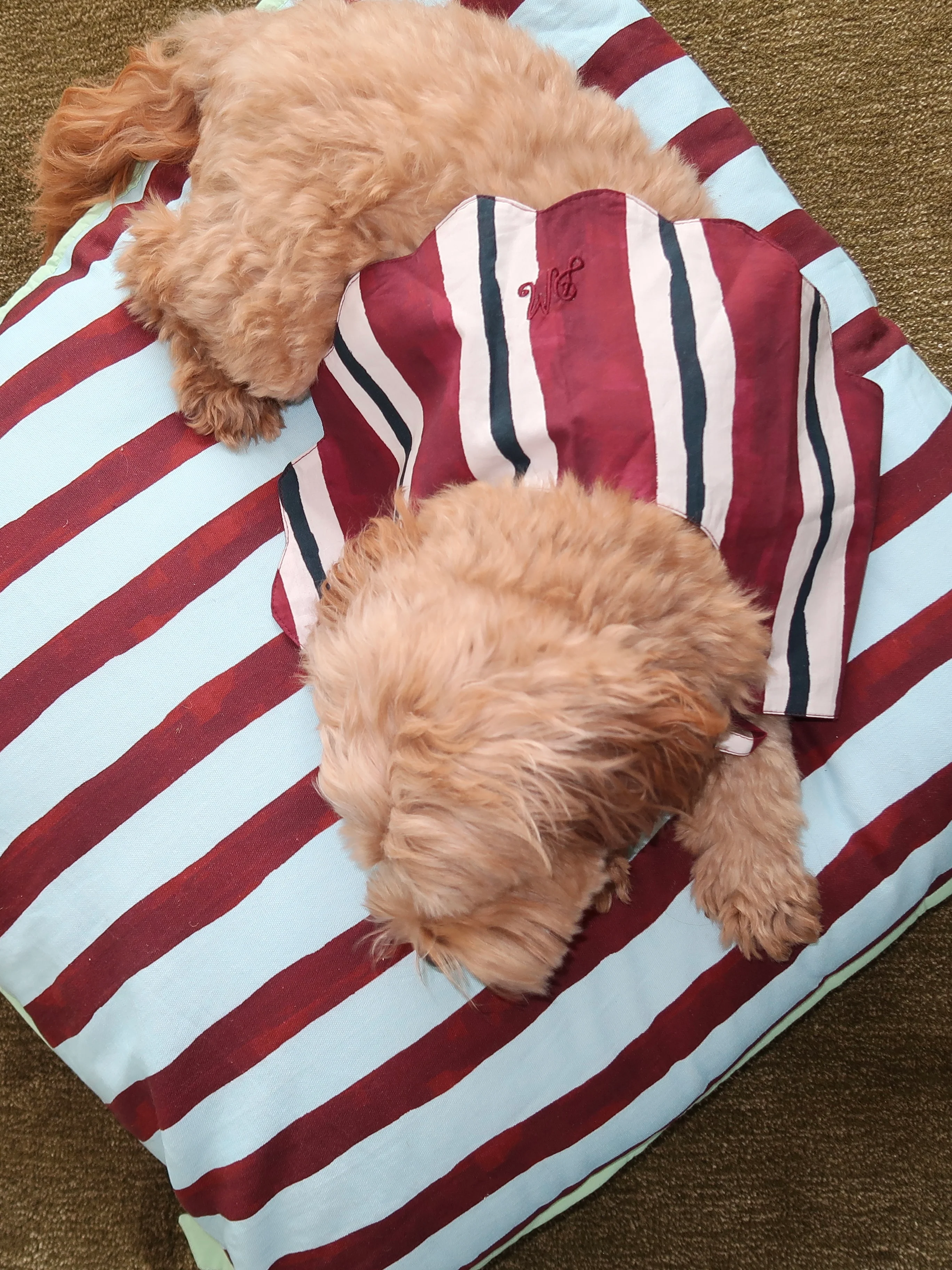 Novelty Wastage Collar in Burg Stripe - Image 4